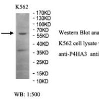 P4HA3 Antibody