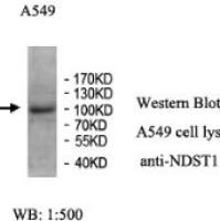 NDST1 Antibody