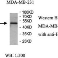 HAT1 Antibody