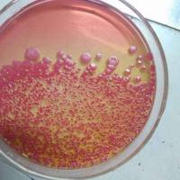 瓷珠菌种保存管（50支）厂家