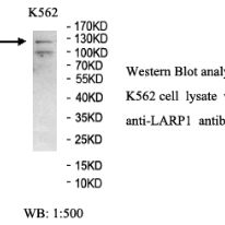 LARP1 Antibody