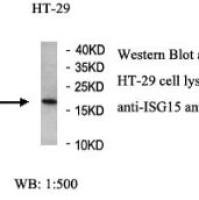 ISG15 Antibody