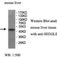 SH3GLB2 Antibody