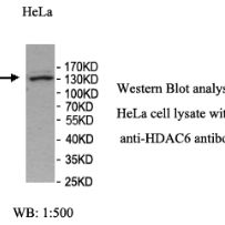 HDAC6 Antibody