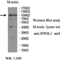 PIWIL1 Antibody