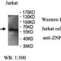 ZNF92 Antibody