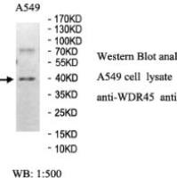 WDR45 Antibody