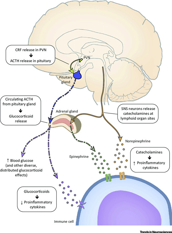 Biosensis神经内分泌抗体相关研究