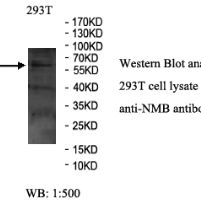 NMB Antibody