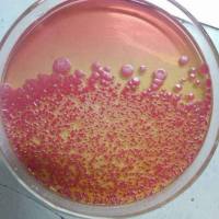 LB培养基粉剂 规格