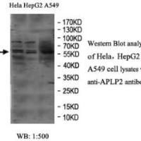 APLP2 Antibody