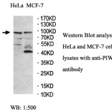 PIWIL4 Antibody