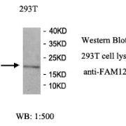 FAM122C Antibody