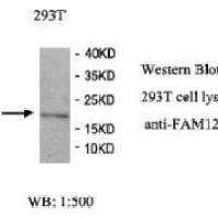 FAM122C Antibody