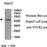 VN1R2 Antibody