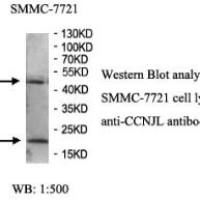 CCNJL Antibody