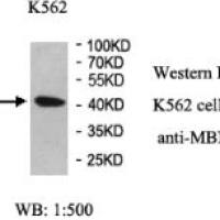 MBNL1 Antibody