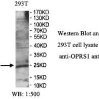 OPRS1 Antibody