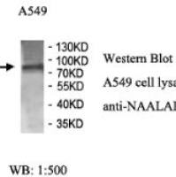 NAALAD2 Antibody