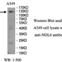 NOL6 Antibody