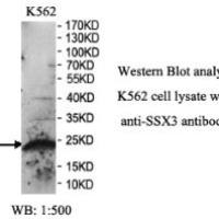 SSX3 Antibody