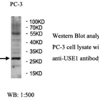 USE1 Antibody