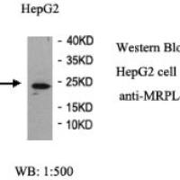 MRPL43 Antibody