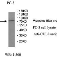 CUL2 Antibody