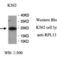 RPL13 Antibody