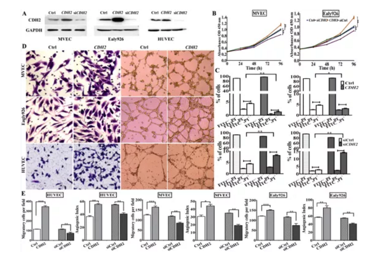 Molecular Cancer：蛋白质组学联合多种分子检测技术揭示CDH2以促进血管生成的方式促进肺腺癌的发生发展