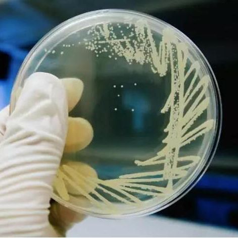 标准I号营养琼脂规格