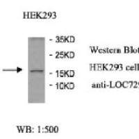 LOC729355 Antibody