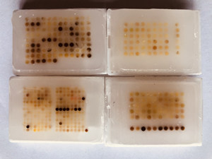 免疫组化(IHC)实验