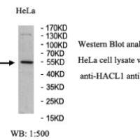 HACL1 Antibody