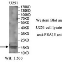 PEA15 Antibody