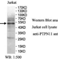 PTPN11 Antibody