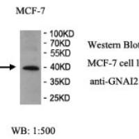 GNAI2 Antibody