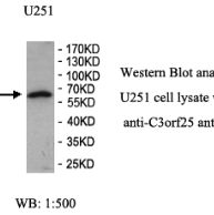 C3orf25 Antibody