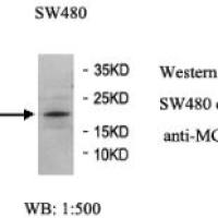 MGC29506 Antibody