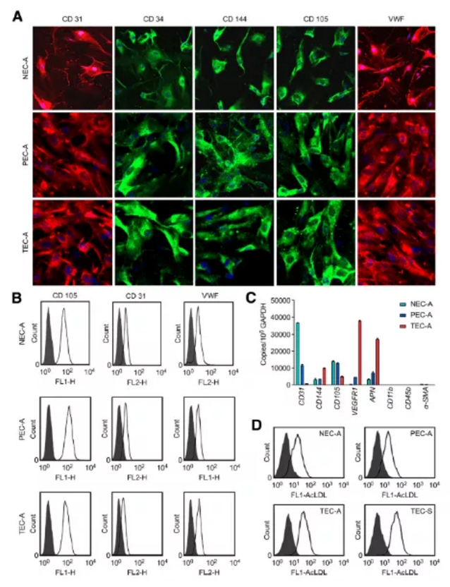 Molecular Cancer：蛋白质组学联合多种分子检测技术揭示CDH2以促进血管生成的方式促进肺腺癌的发生发展