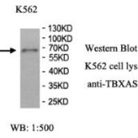 TBXAS1 Antibody