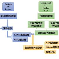 多组学分析方案：蛋白质组与代谢组