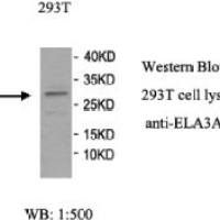 ELA3A Antibody