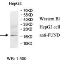 FUNDC1 Antibody