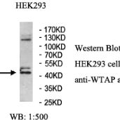 WTAP Antibody