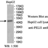 PELI1 Antibody