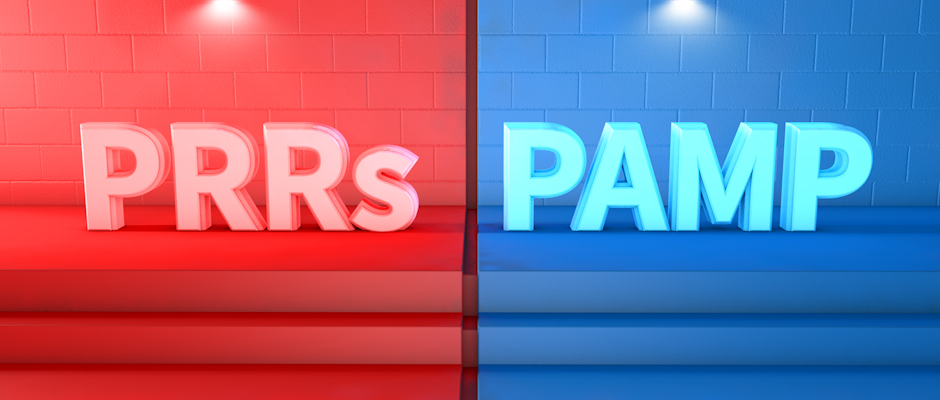 模式识别受体PRRs与病毒PAMP之间的恩怨情仇