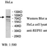 REPS1 Antibody