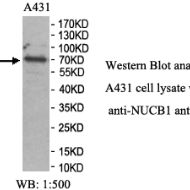 NUCB1 Antibody