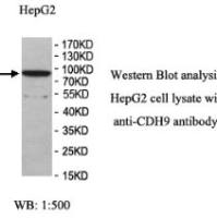CDH9 Antibody